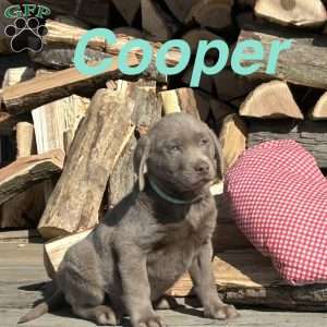 Cooper, Silver Labrador Retriever Puppy